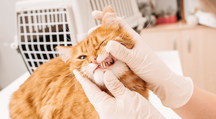 Dental-Care Pet Dental Care in Indianapolis, IN