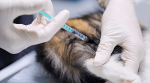 Pet Vaccinations in Indianapolis IN