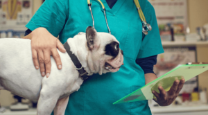 Pet surgery in indianapolis IN