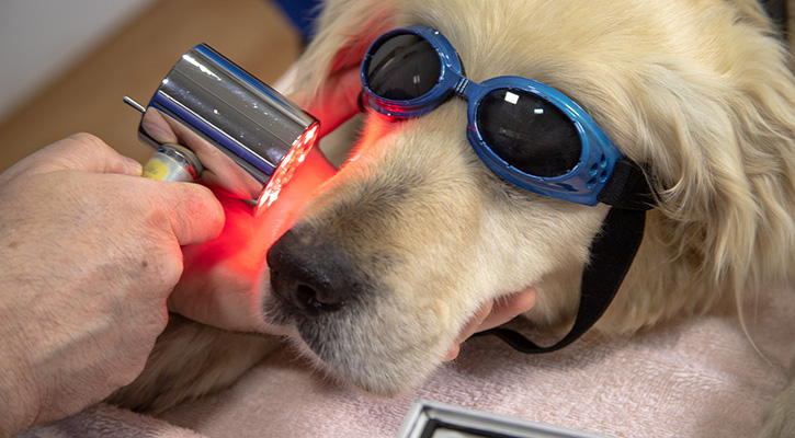 Pet acupuncture & laser therapy in Indianapolis, IN