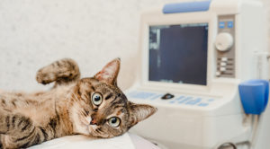 Pet Radiology in Indianapolis, IN
