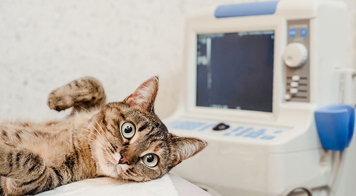 pet-ultrasound Pet Radiology in Indianapolis, IN